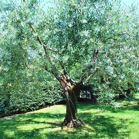 Apartamento Corte Degli Olivi Manerba del Garda